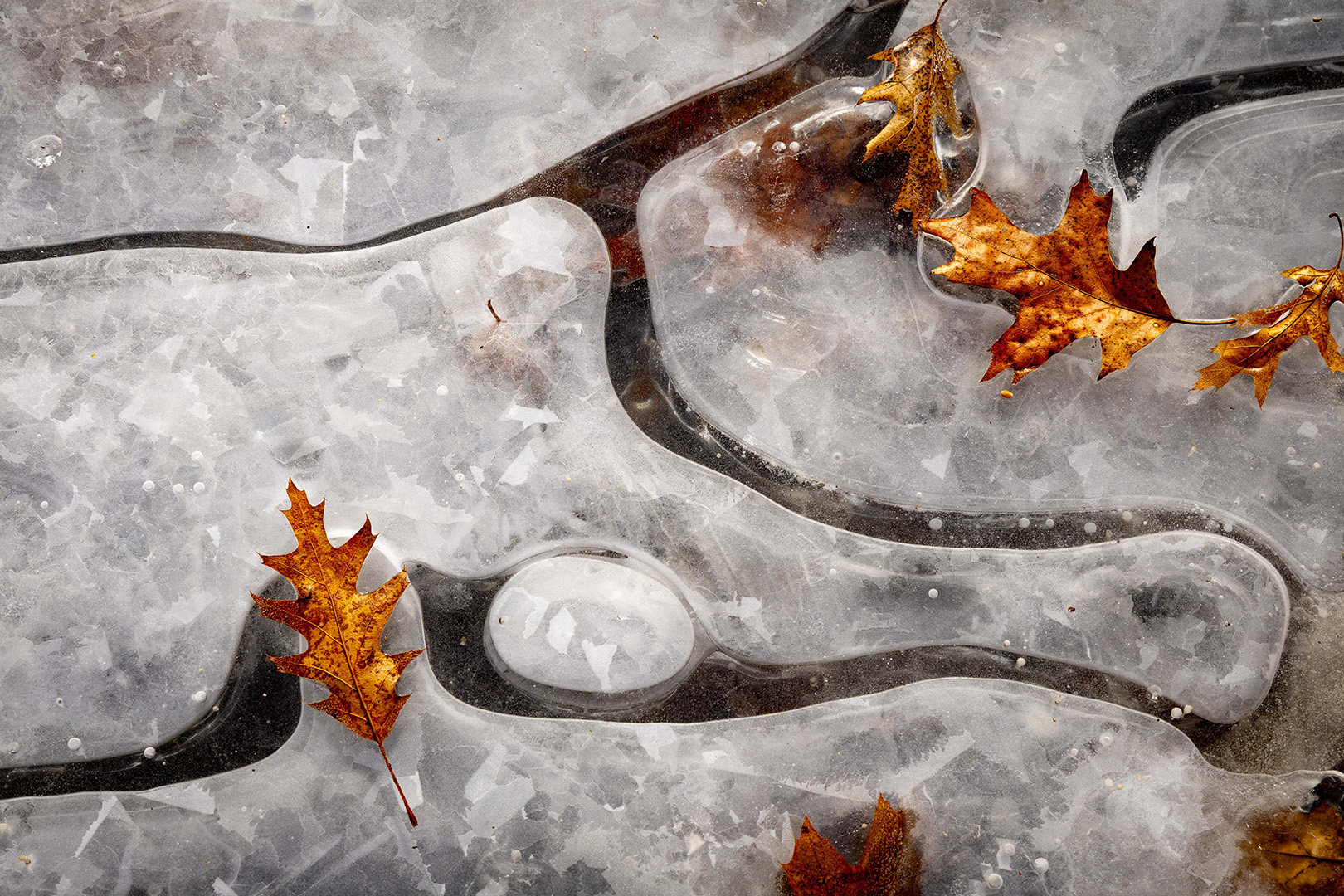 Ice and Oak Leaves