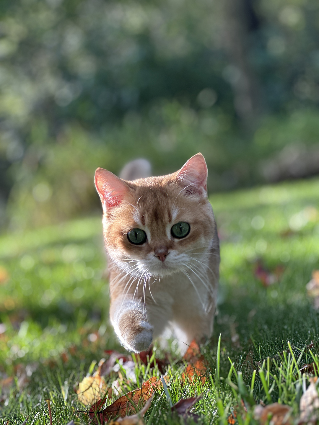 Kylo in the Grass