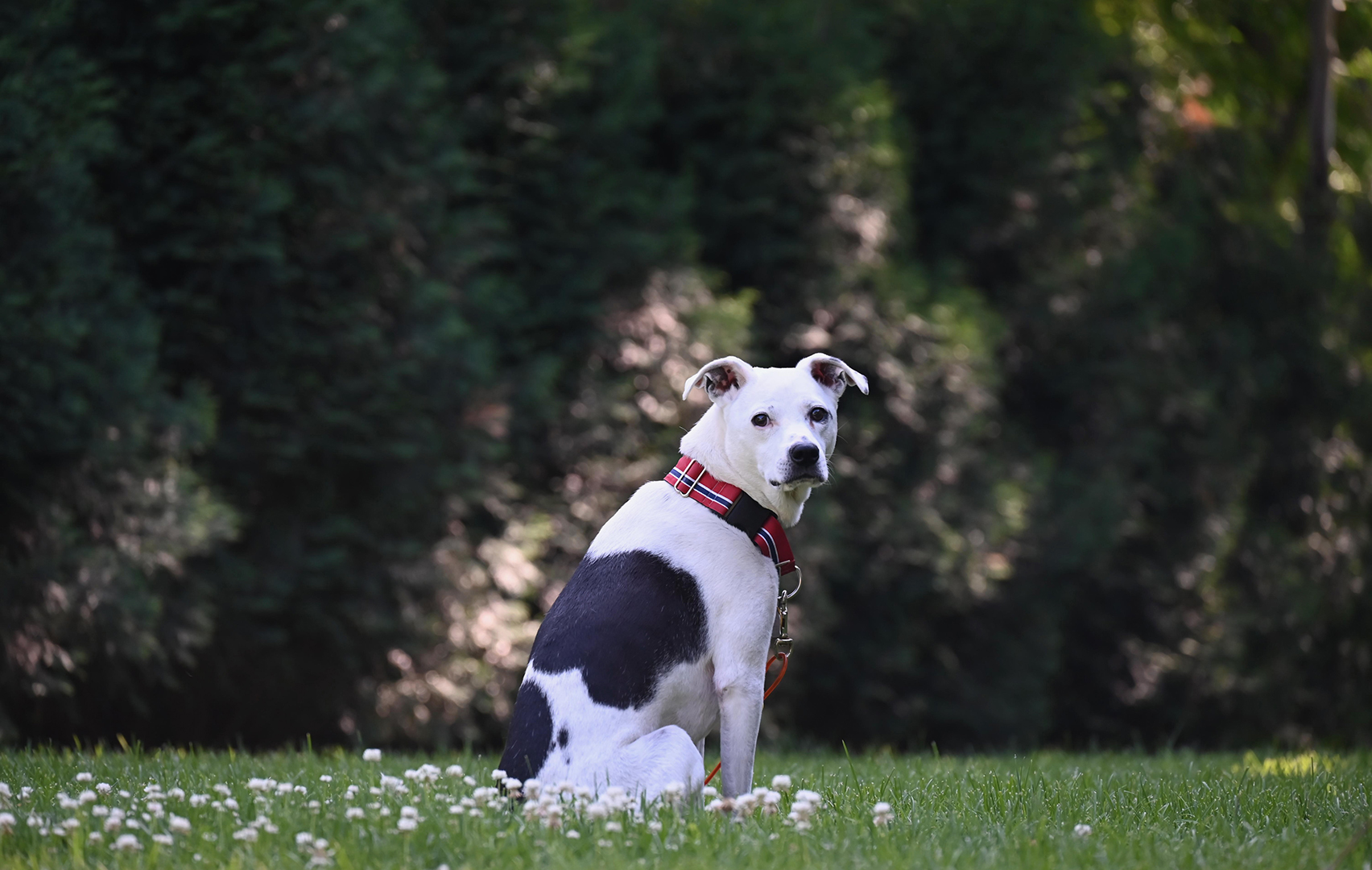 Archie