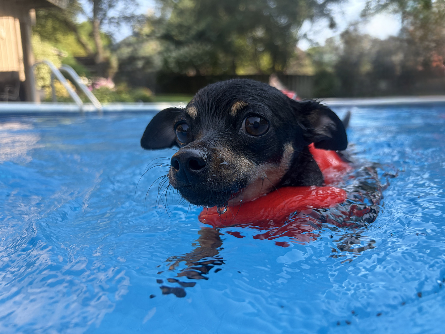 Doggie Paddle